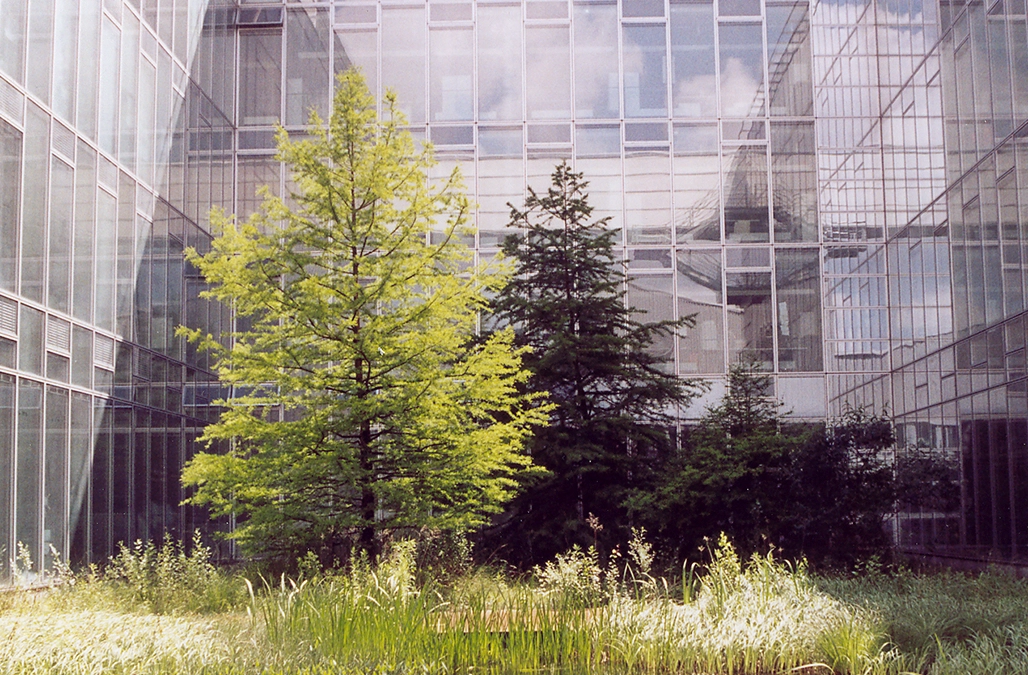 Ein großer Baum steht vor einen riesigen Glasfassade